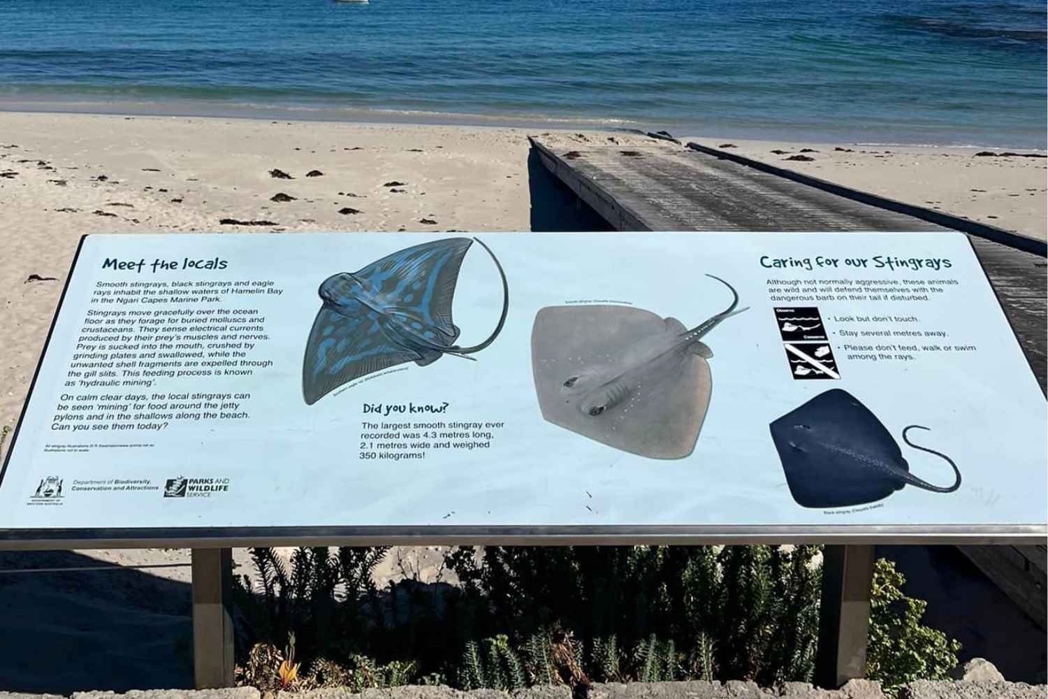 There are many types of stingrays at Hamelin Bay