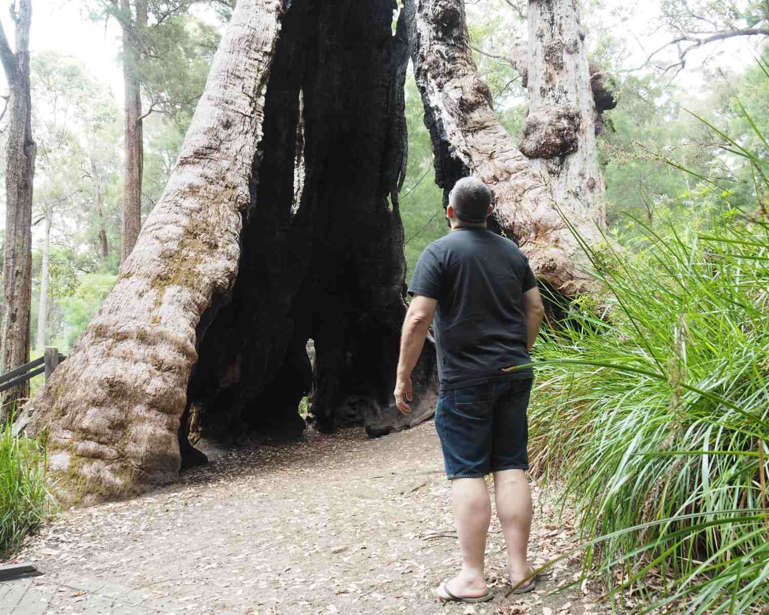 The Giant Tingle Tree in WA is a mammoth