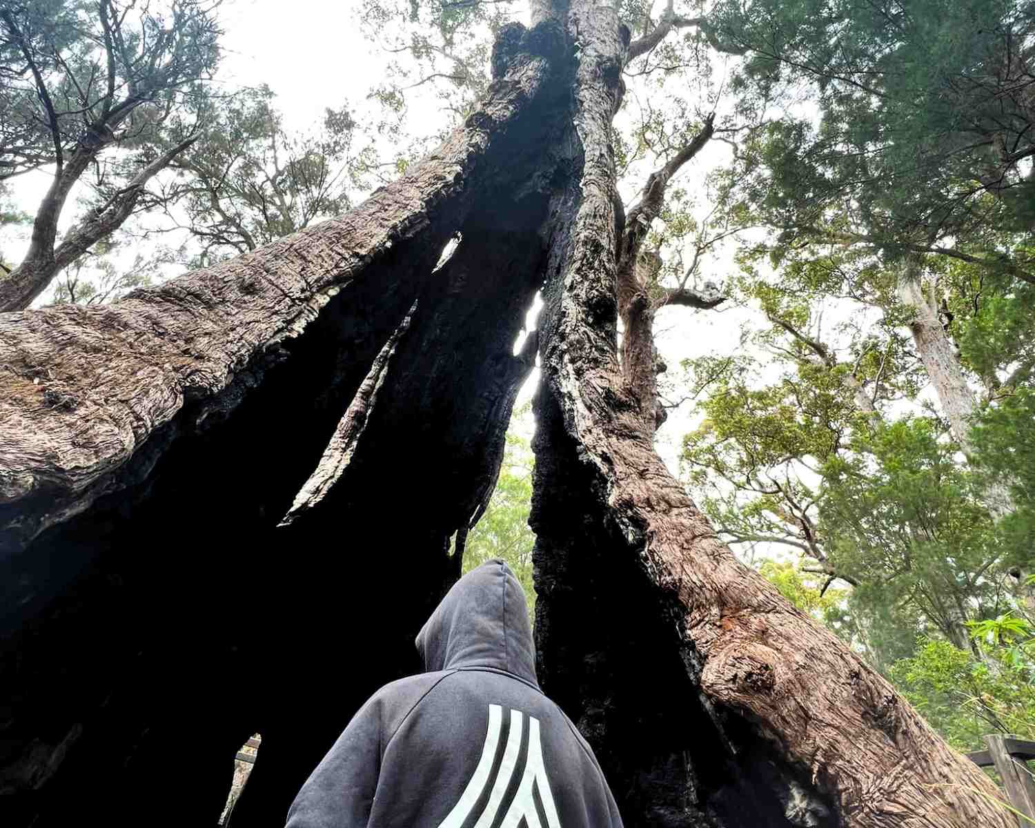 Discovering WA Giant Tingle Tree