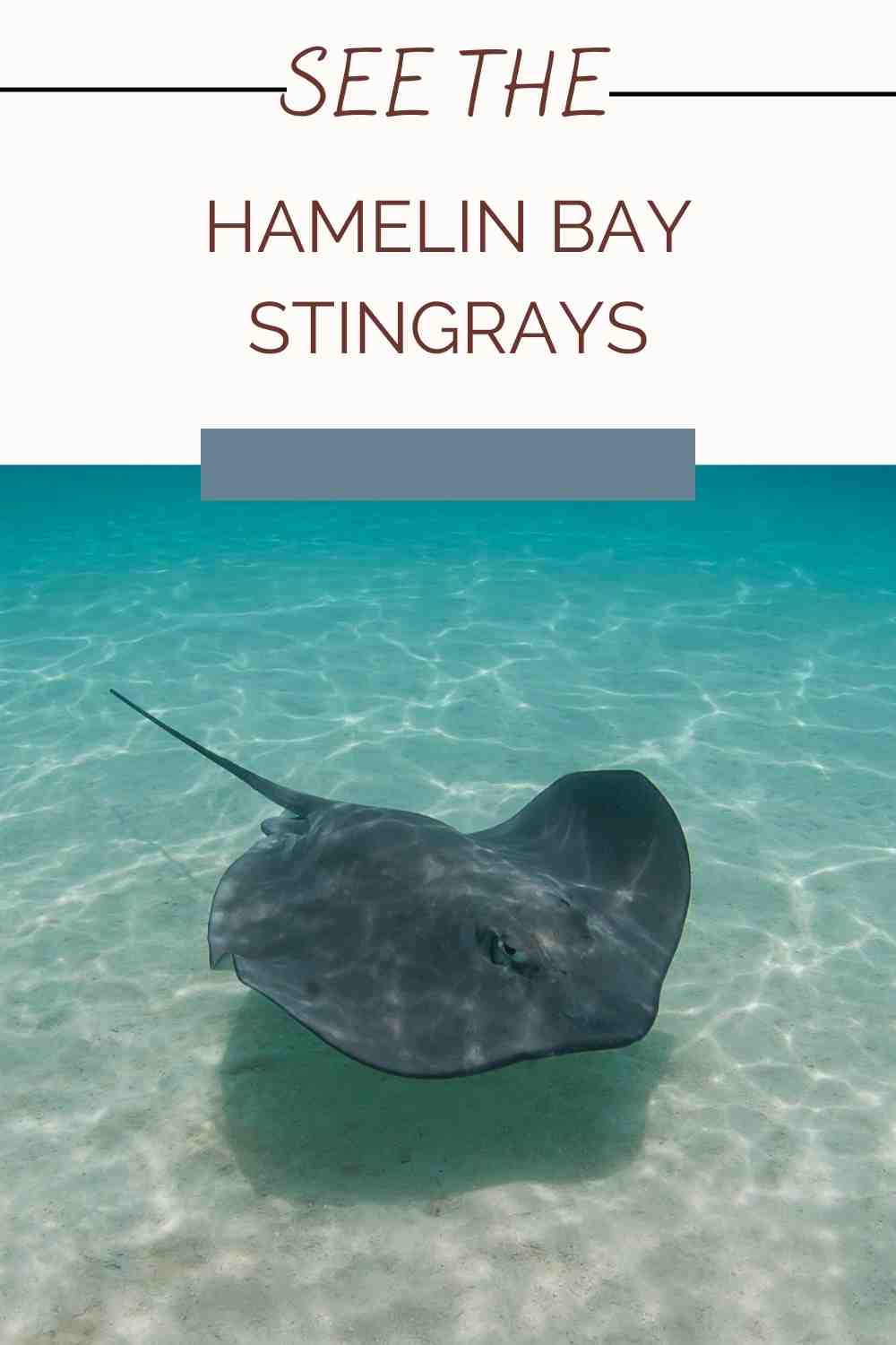 Hamelin Bay Stingrays – Everything You Need To Know!