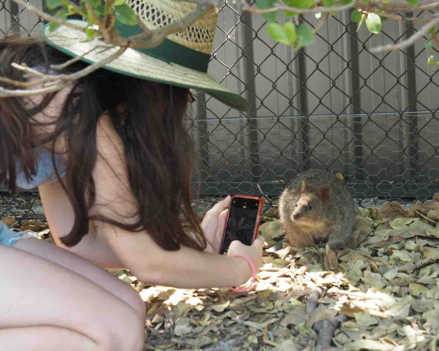 Selfie tips for getting the perfect Quokka shot