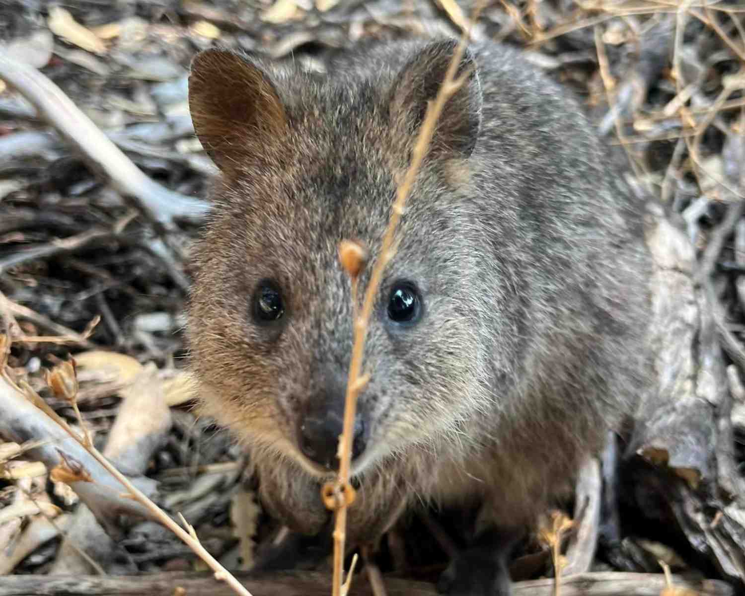 What is a quokka? Small marsupial found on Rottnest island