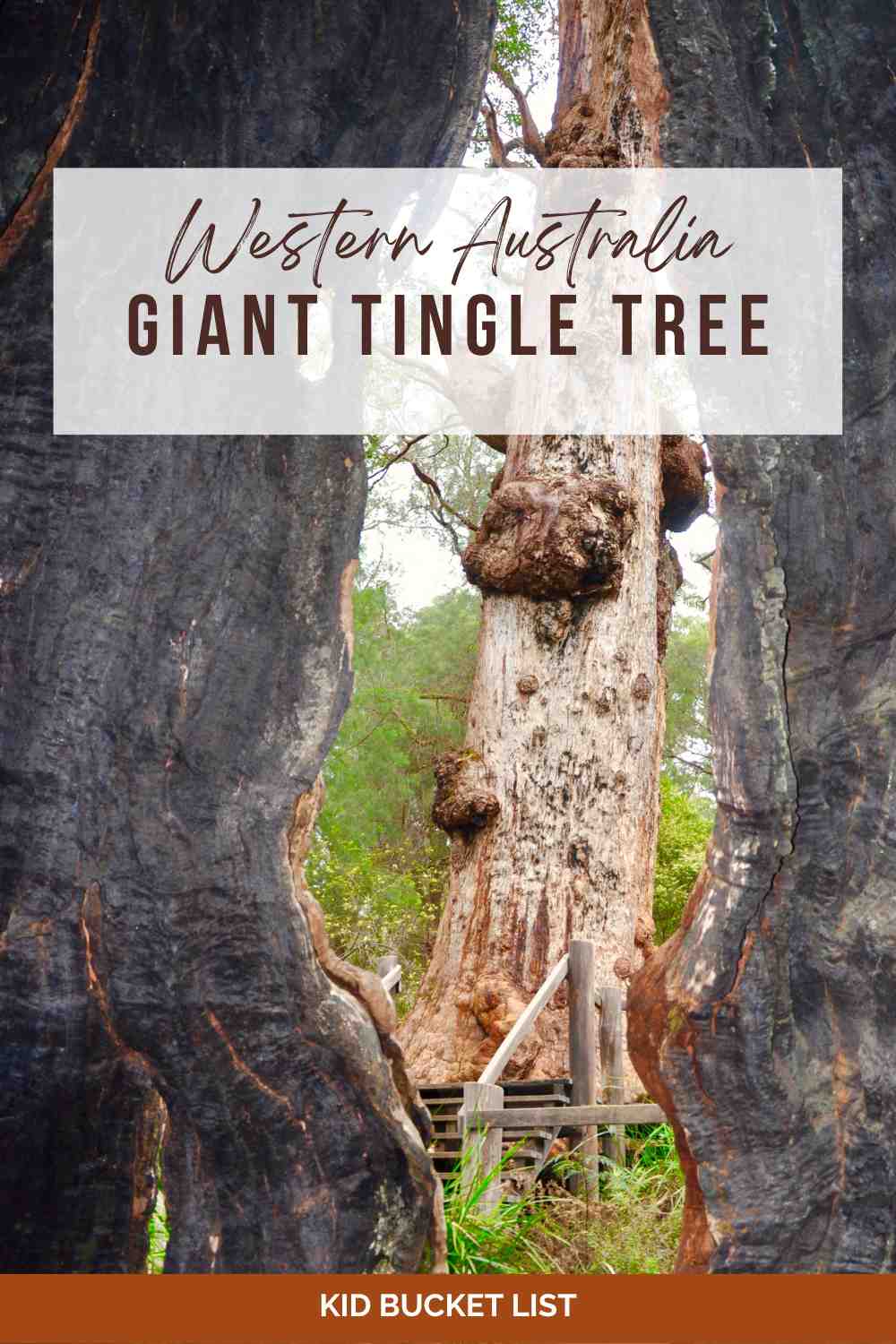 Giant Tingle Tree WA Pinterest