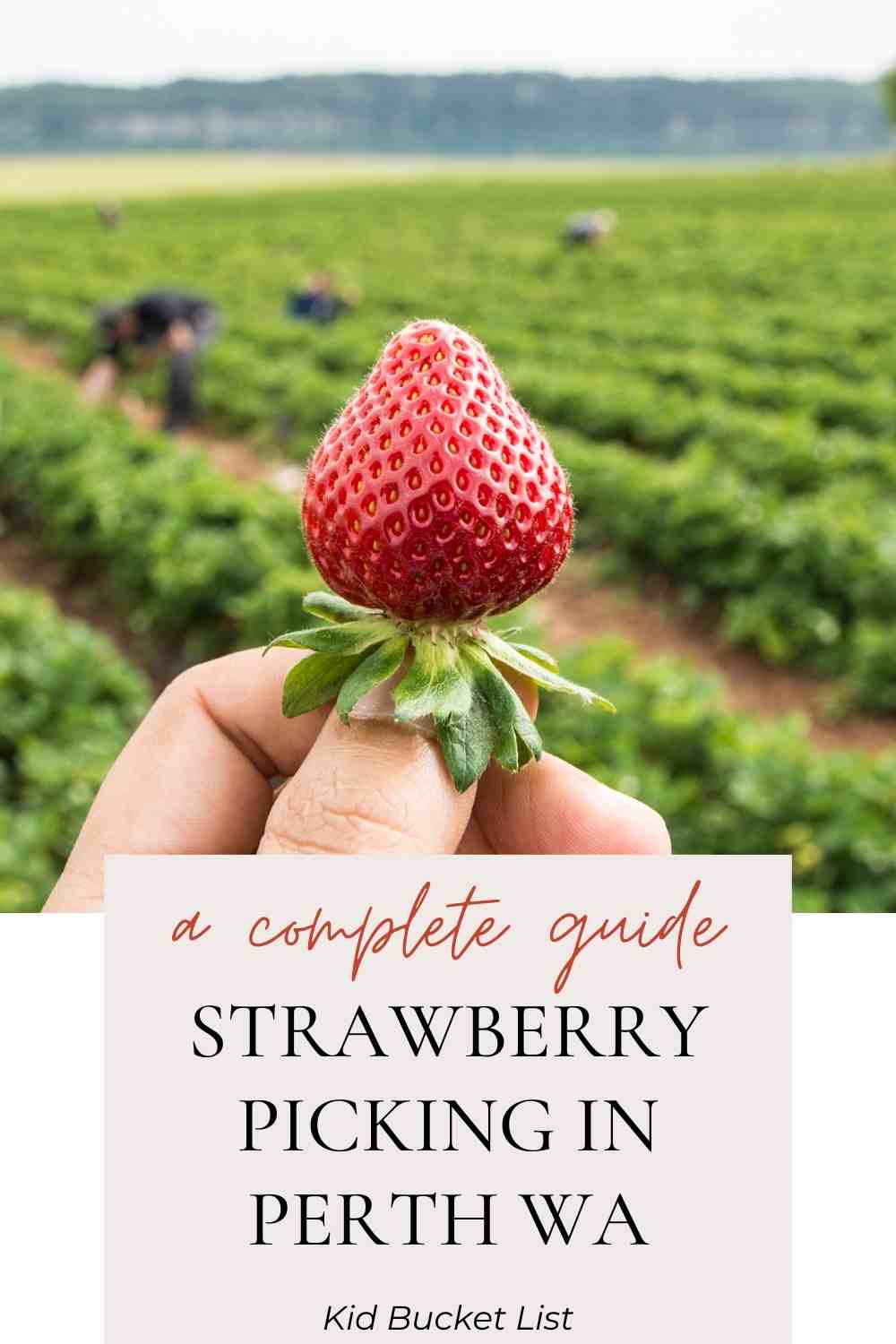 Where to go strawberry Picking Perth WA