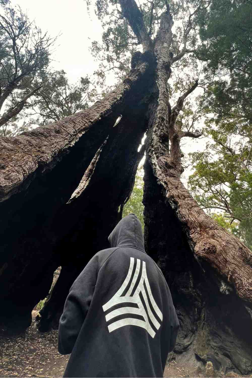 Giant Tingle Tree in Western Australia