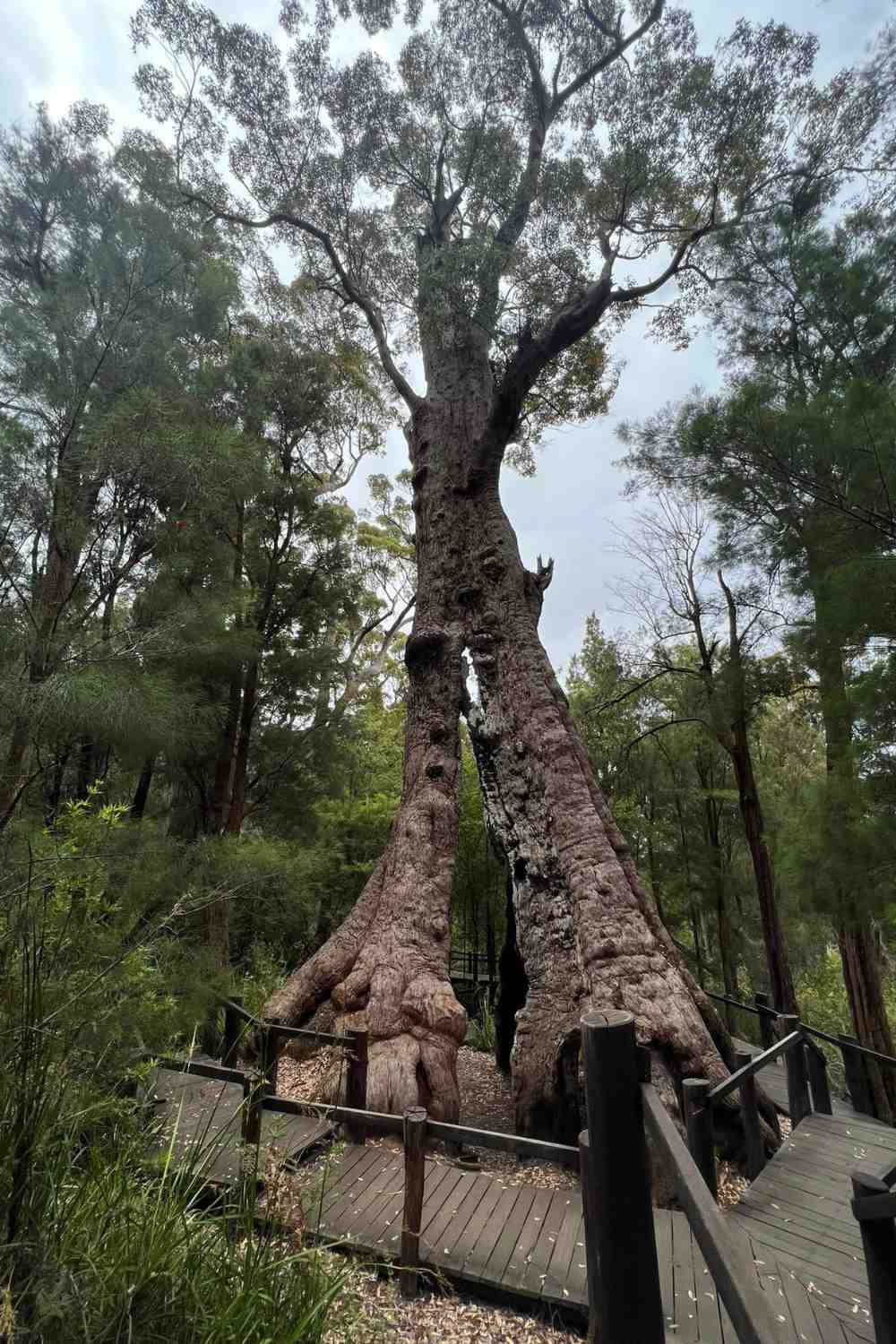 Giant Tingle Tree in WA