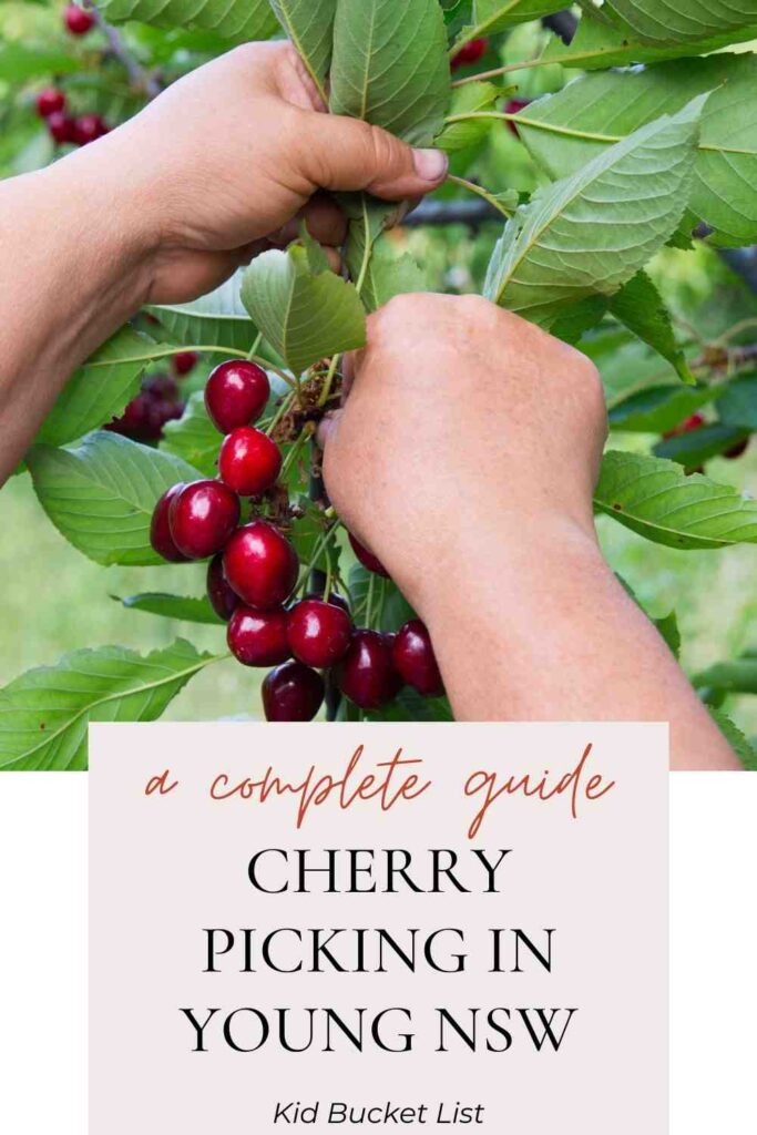 Cherry Picking in Young NSW with Kids The Kid Bucket List