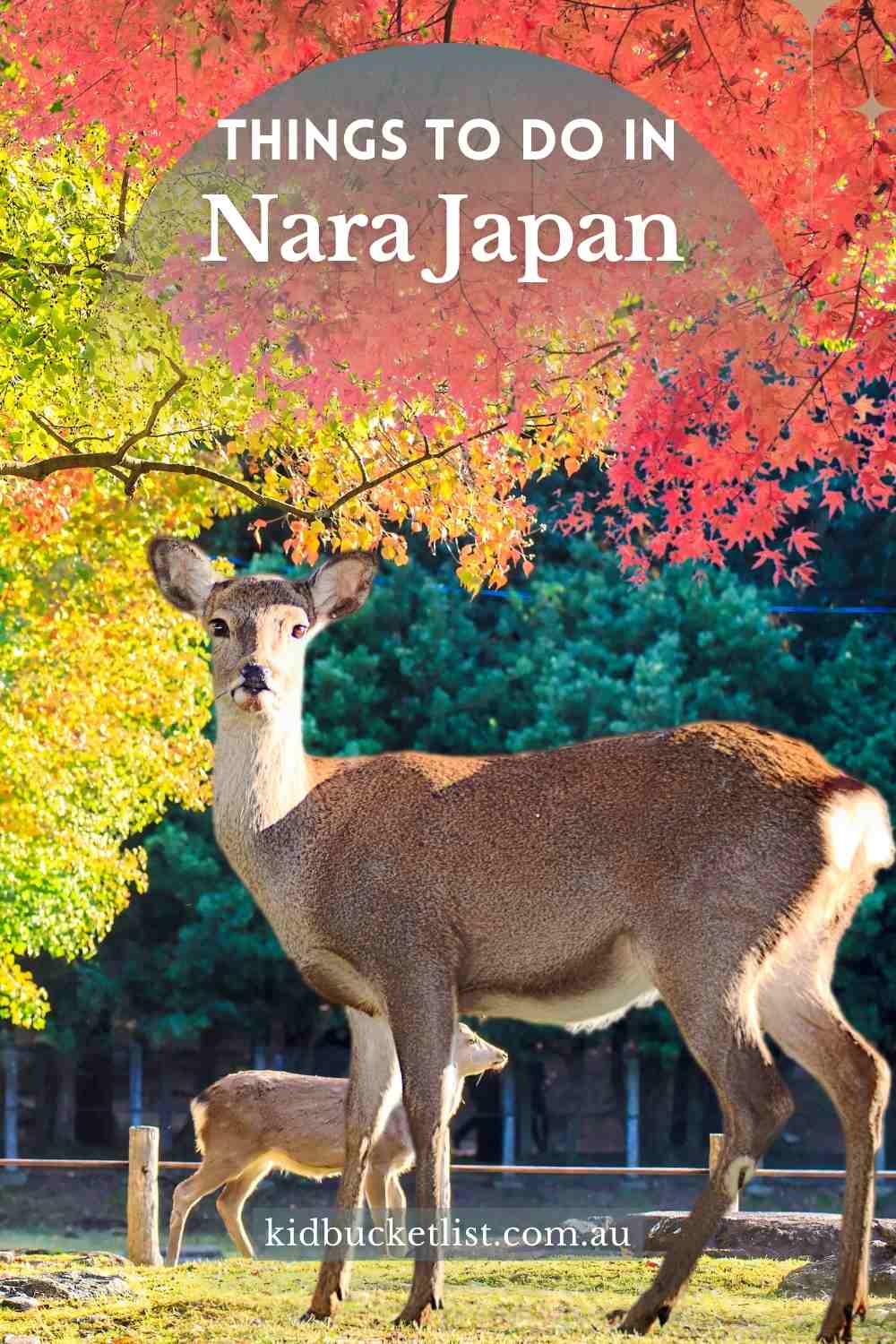 A day trip to Nara Japan