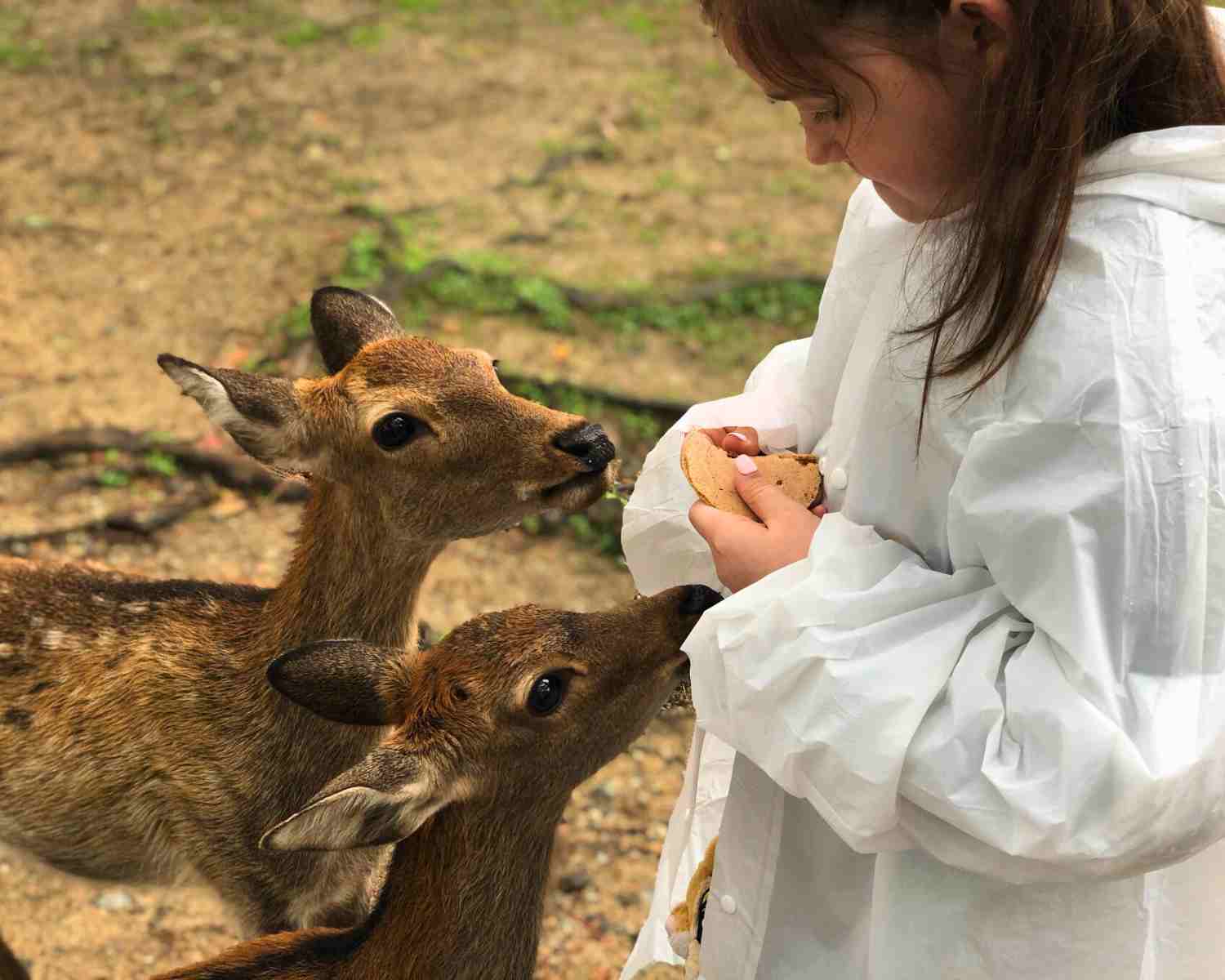 Meet the Nara Deer in Nara Japan