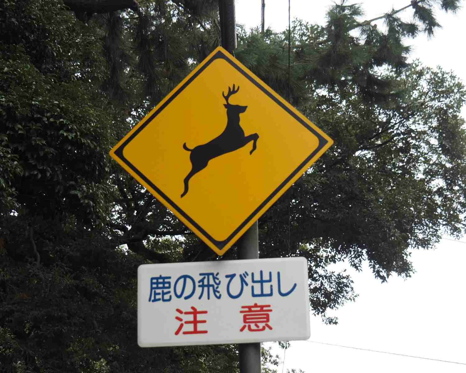 Watch for deer in nara Japan