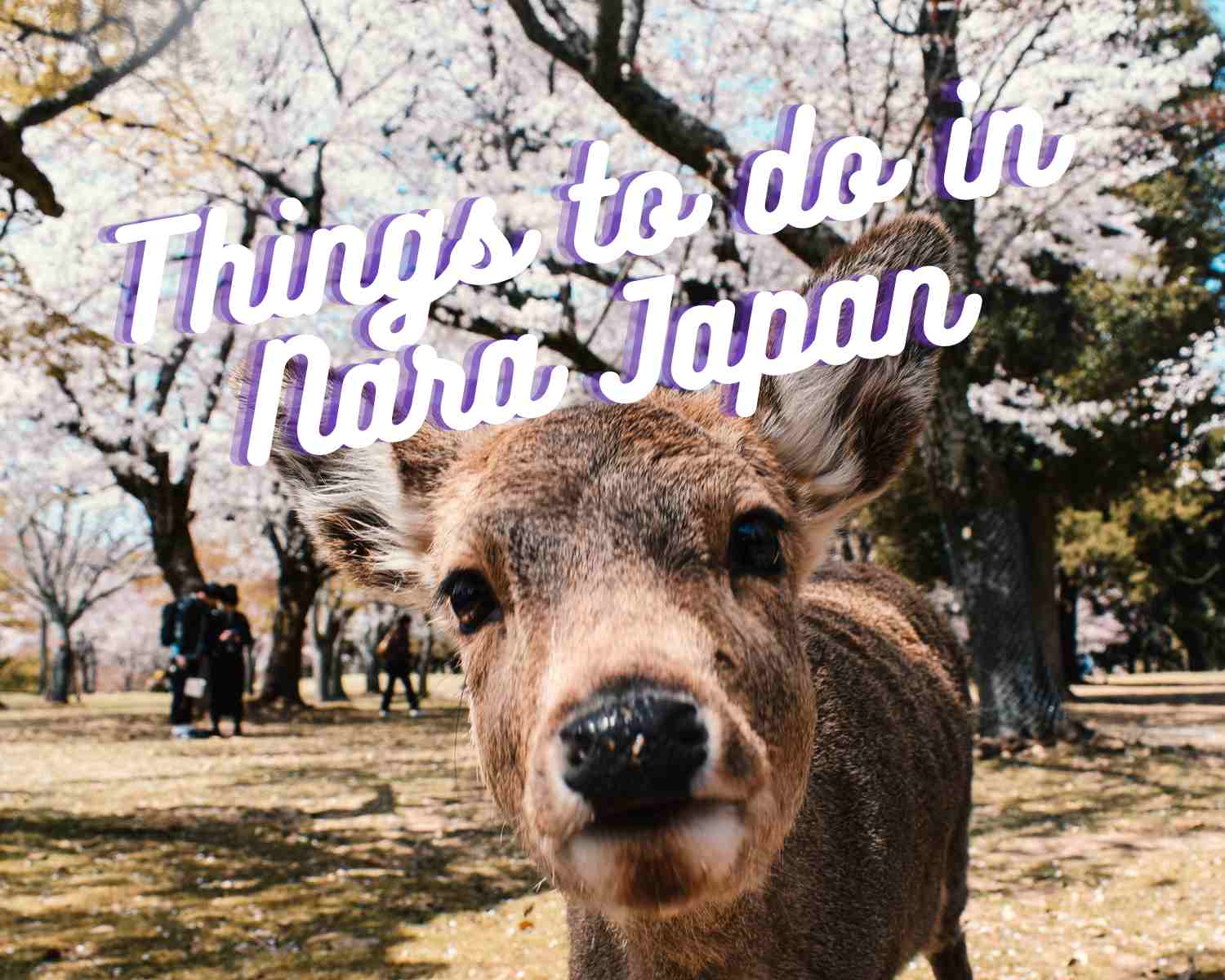 Things to do in Nara Japan with kids