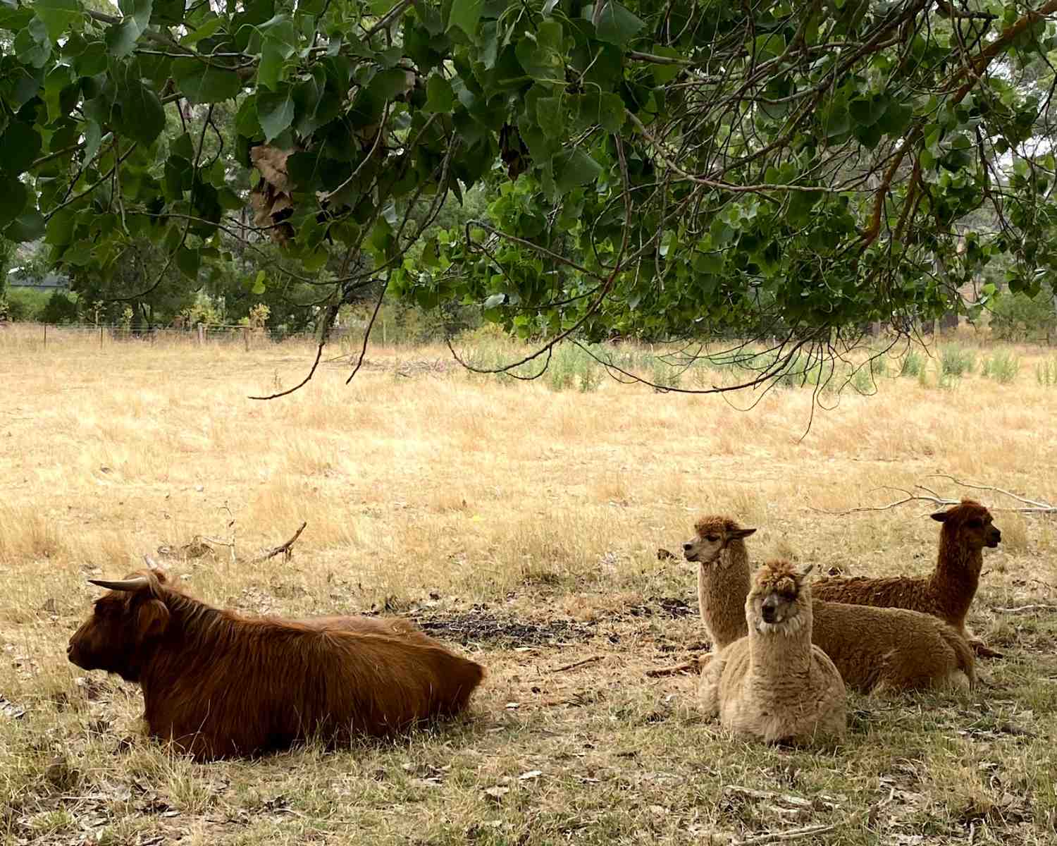Farm Stays Near Sydney  alpacas