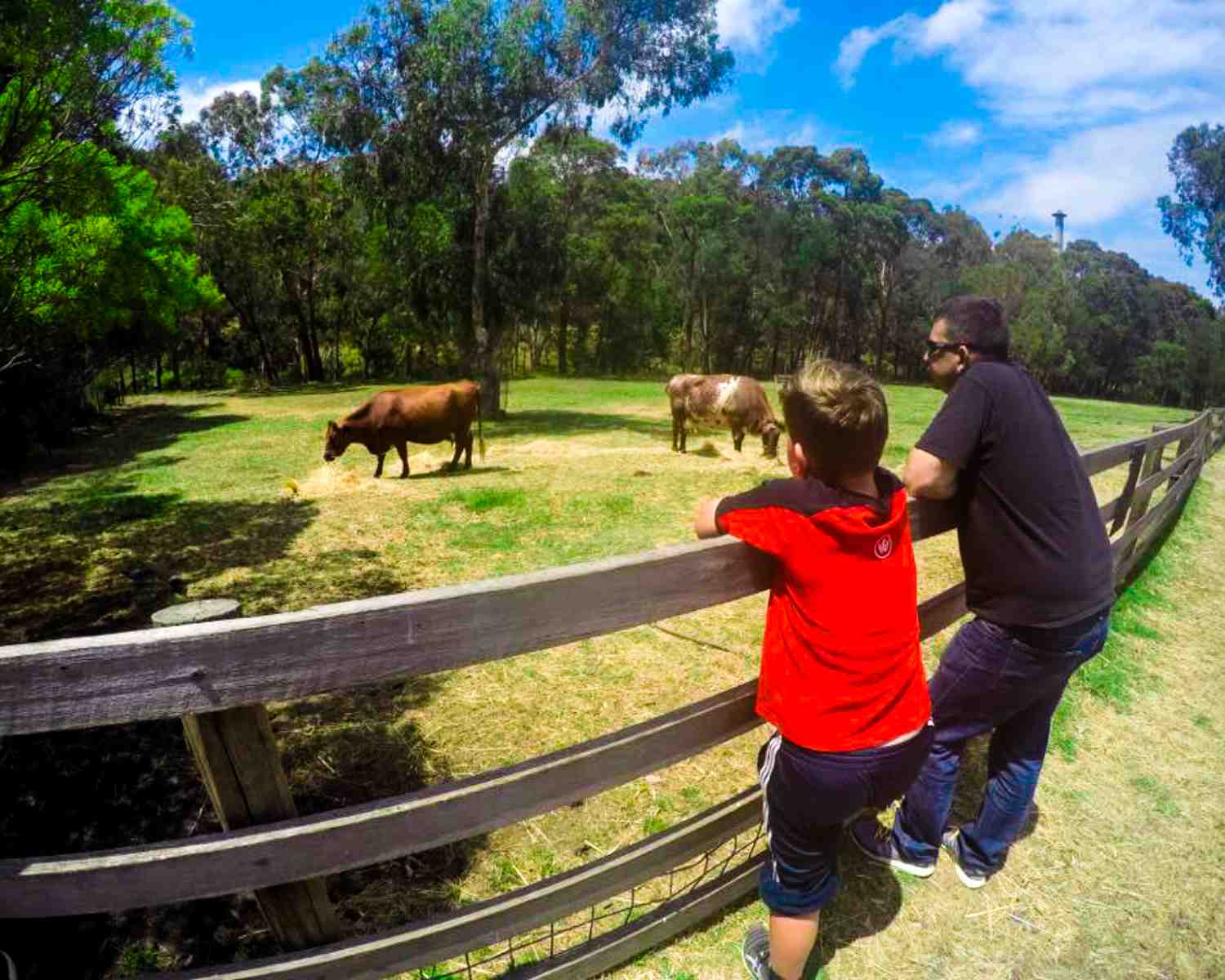 Feeding t he cows Farm Stays Near Sydney 