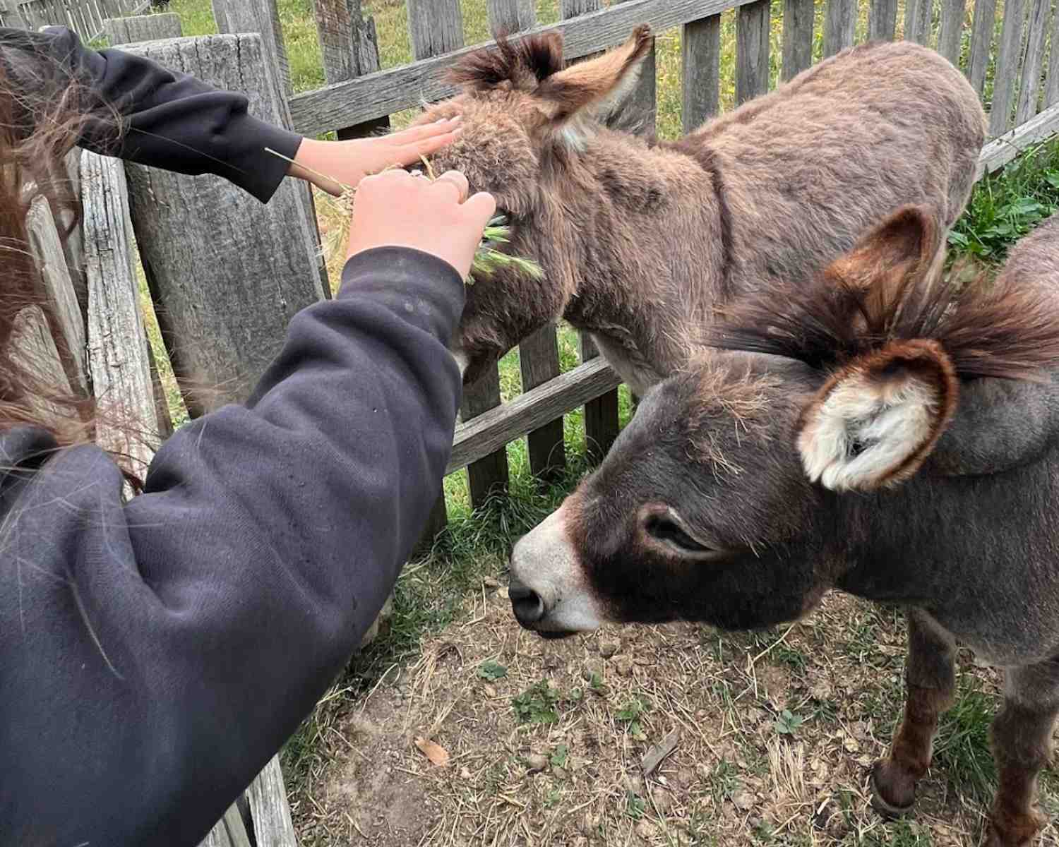 Farm Stays Near Sydney | Donkeys with kids