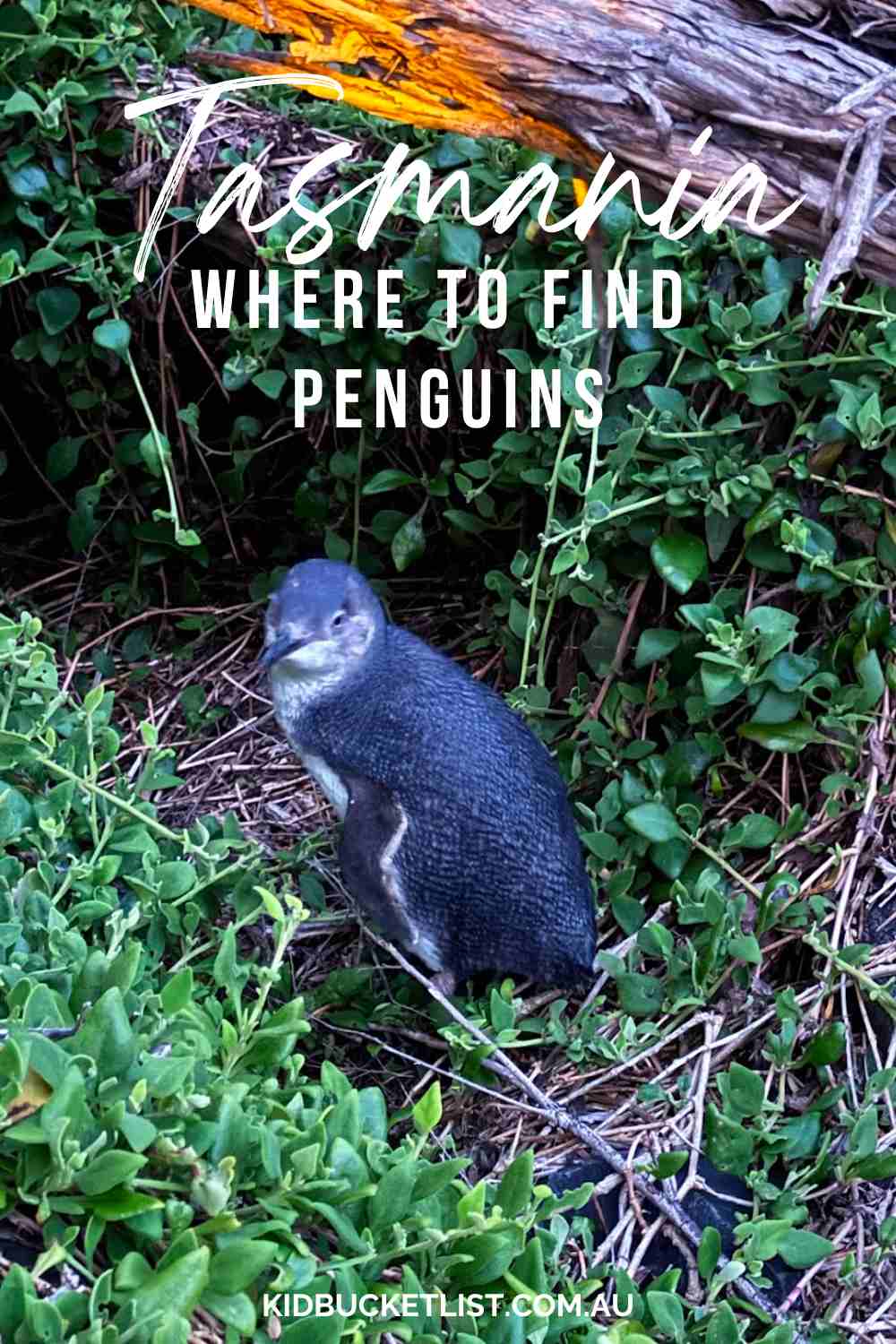 Where to find penguins in Tasmania