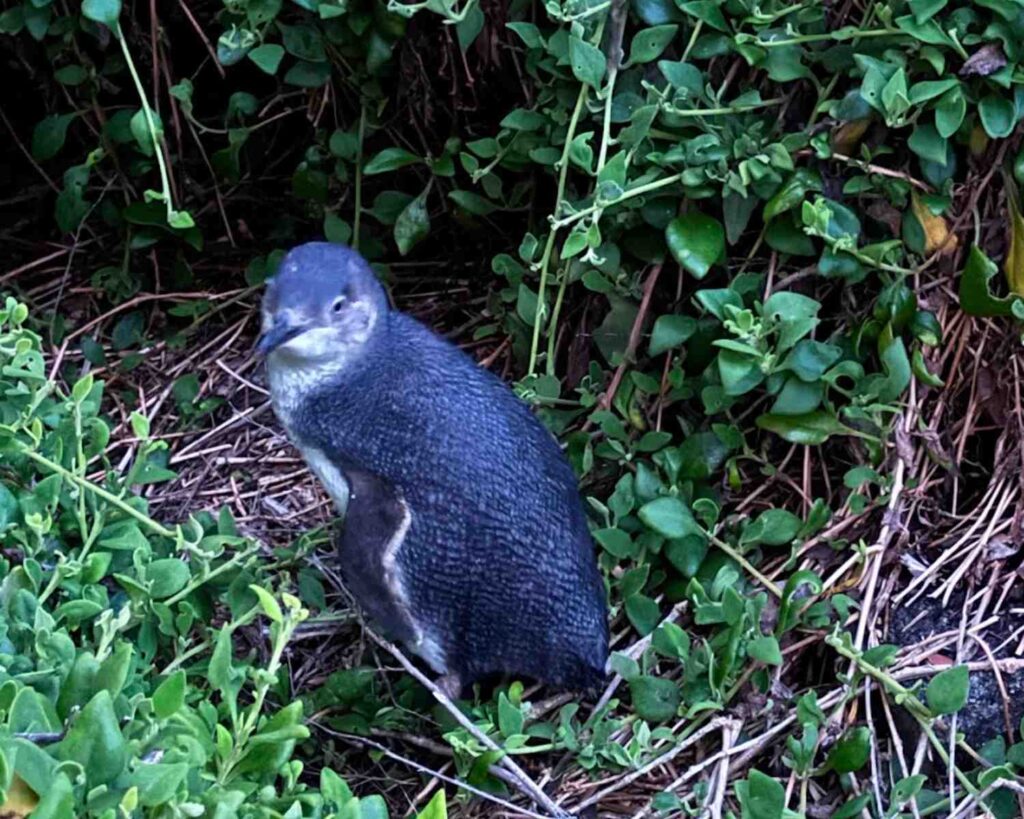 Where to See Penguins in Tasmania - The Kid Bucket List