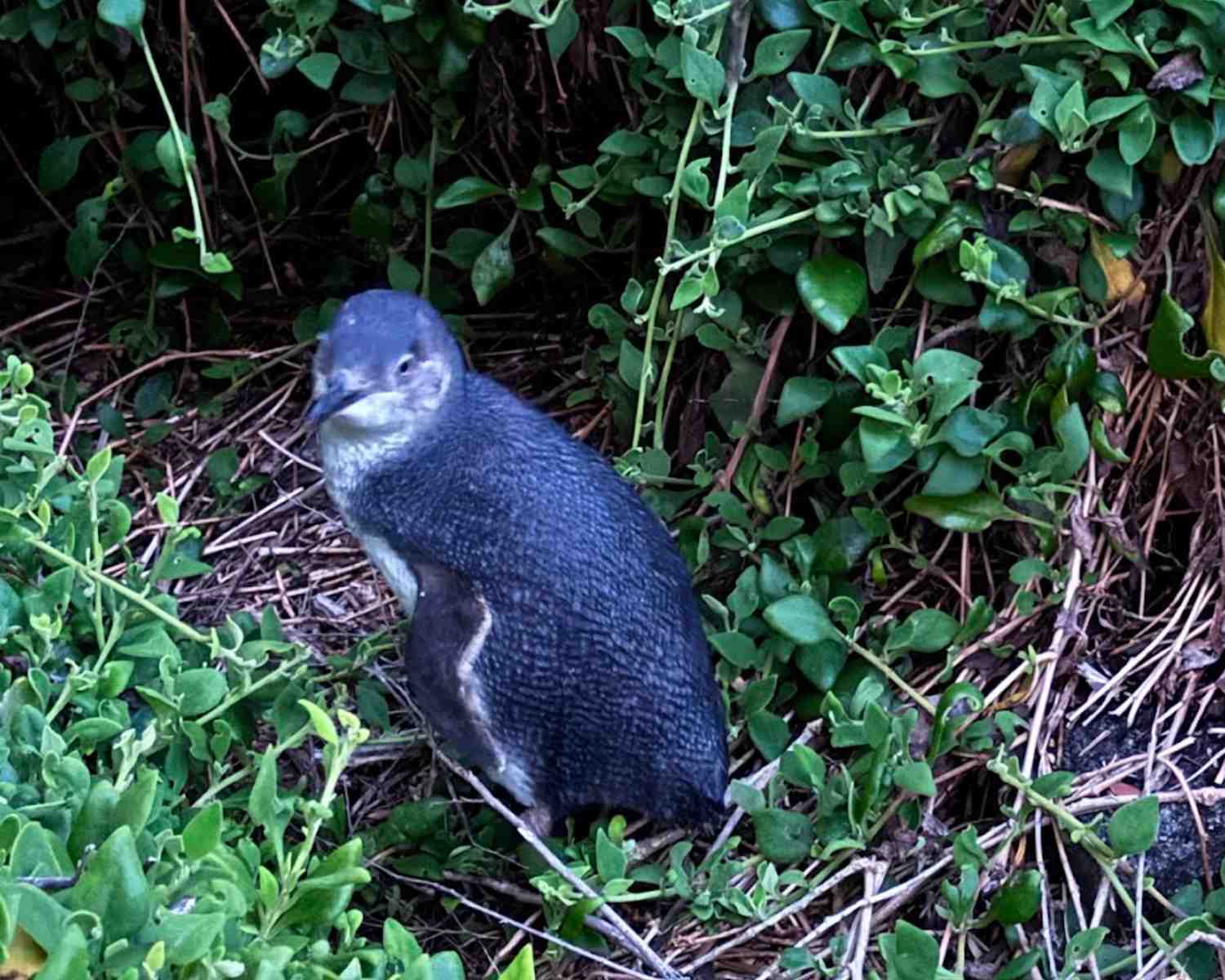 Finding Little Penguins in Tasmania with kids