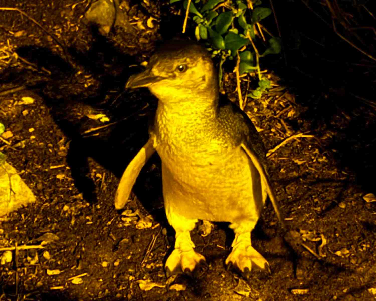 Little Penguins in Tasmania