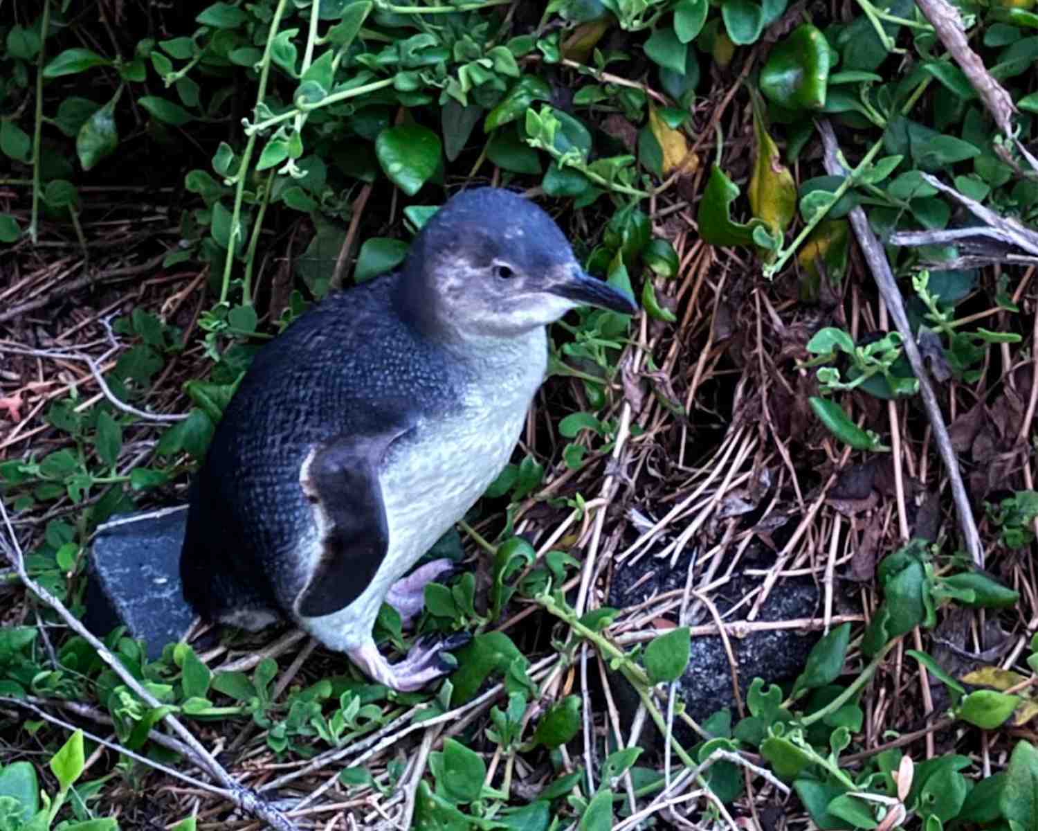 Where to see penguins in Tasmania