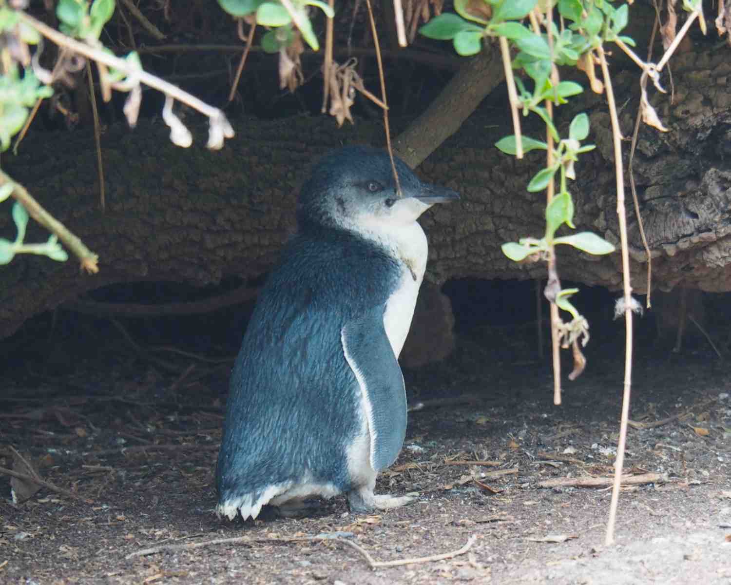 Where to find penguins in Tasmania Australia