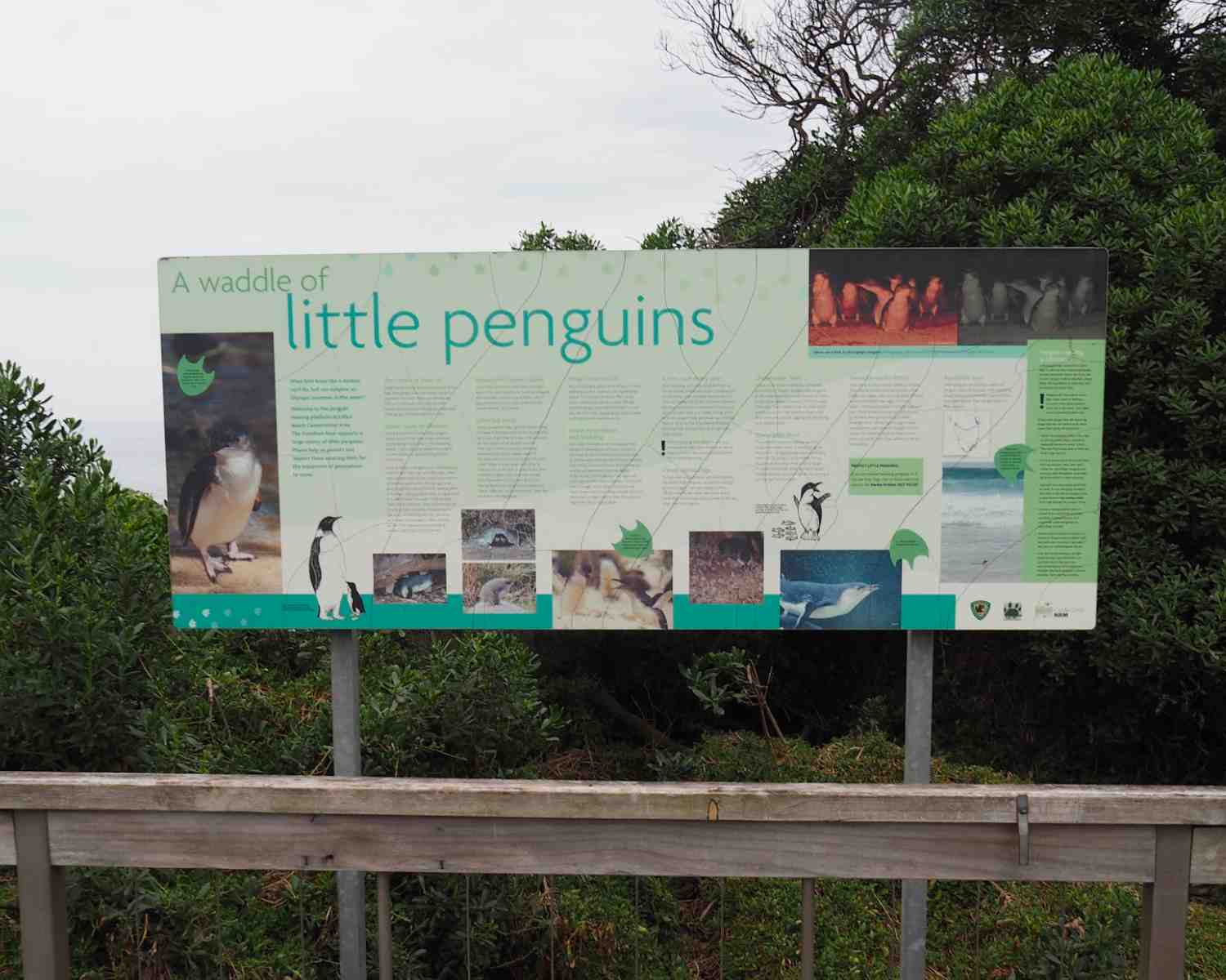 The best place to find penguins in Tasmania