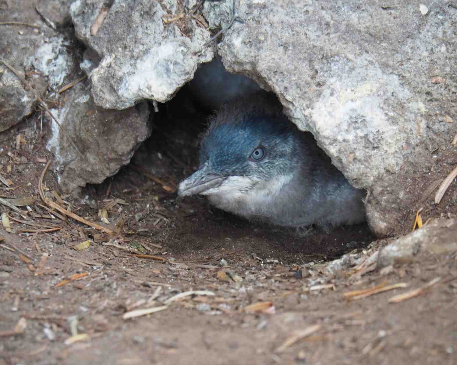 Where to see Fairy Penguins in Tasmania