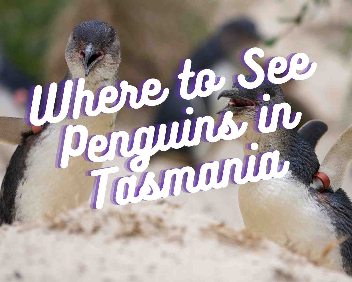 Where to find Little Penguins in Tasmania