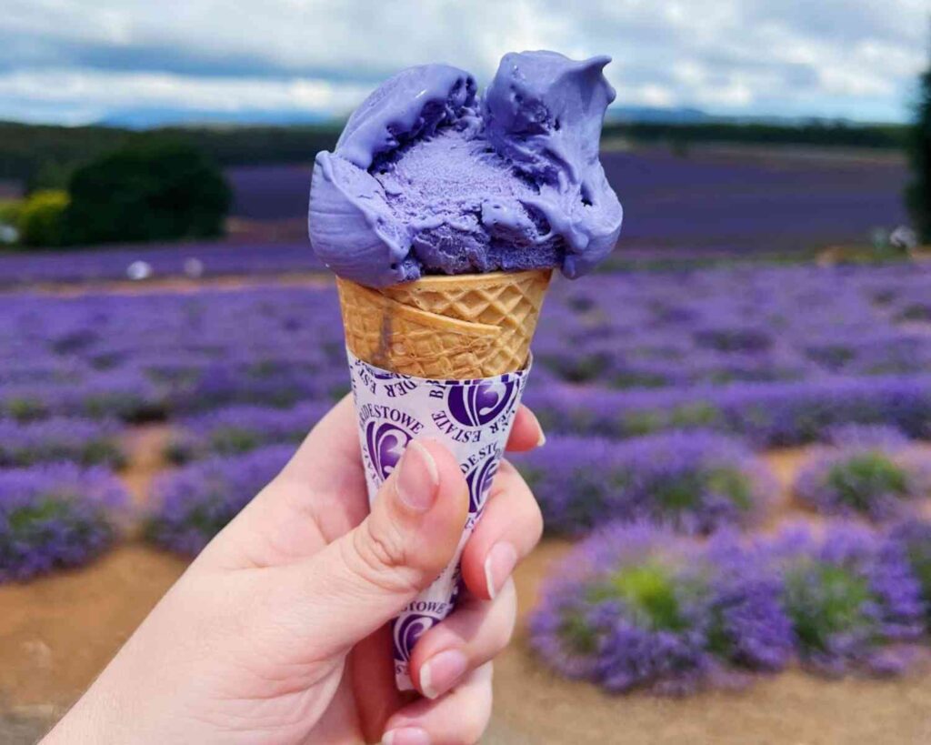 Lavender Farms in Tasmania - Where to Go and When - The Kid Bucket List