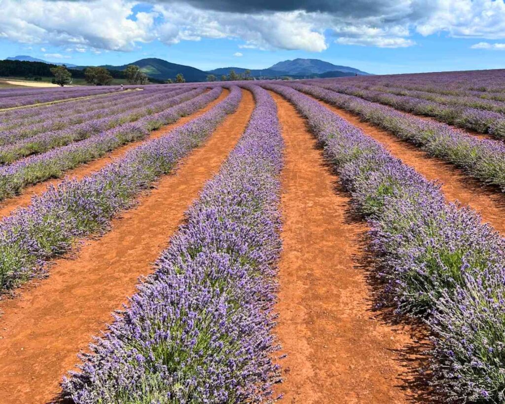 Lavender farms in Tasmania | lavender farm Tasmania | bridestowe farm Tasmania