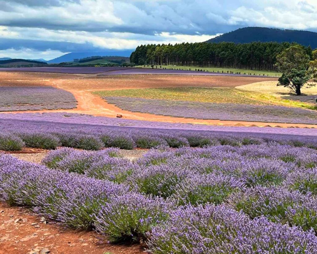 Lavender farms in Tasmania | lavender farm Tasmania | bridestowe farm Tasmania