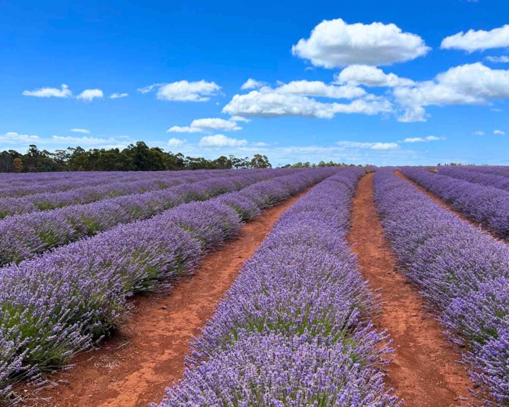 Lavender farms in Tasmania | lavender farm Tasmania | bridestowe farm Tasmania