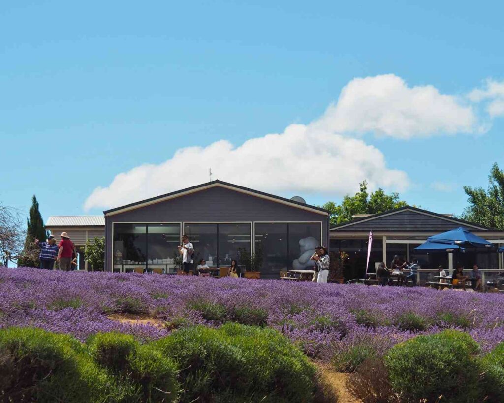 Lavender farms in Tasmania | lavender farm Tasmania | bridestowe farm Tasmania