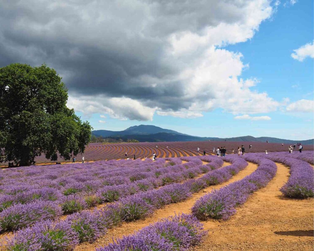 Lavender farms in Tasmania | lavender farm Tasmania | bridestowe farm Tasmania